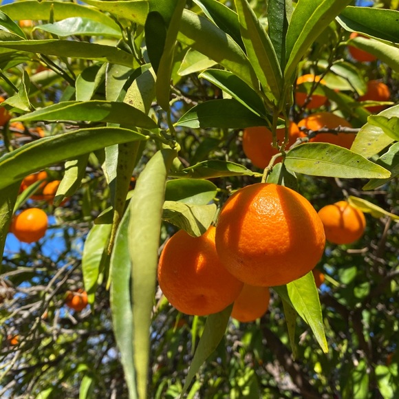 Meet your Posher, Penny - Picture 1 of 2